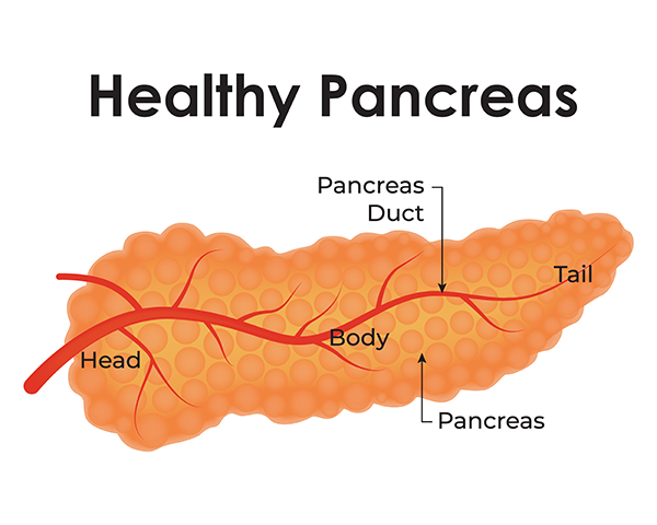 Pancreas
